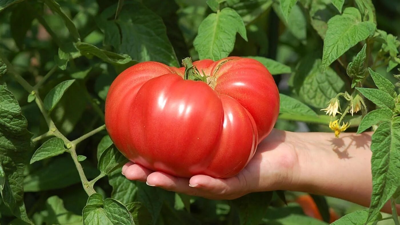 Семена крупных томатов. Томат тепличный крупноплодный. Томат Скорпион крупноплодный. Томат малиновый Ожаровский. Сорт помидор Бычье сердце.