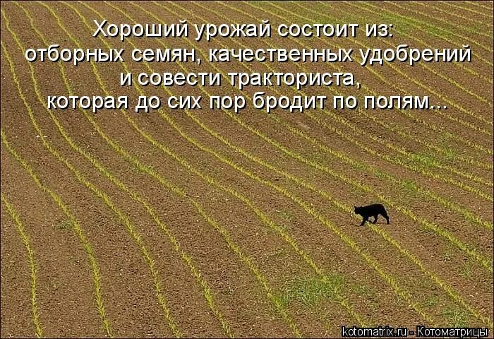 Жизнь прожить не поле перейти смысл пословицы. Жизнь прожить не поле перейти. поле перейти. жизнь прожить не поле перейти цитаты. жизнь прожить не поле перейти картинки.