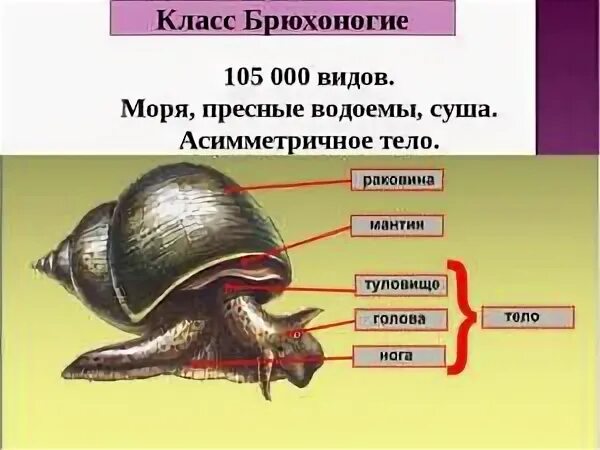 Тип питания класса брюхоногие. Тип питания класса брюхоногие