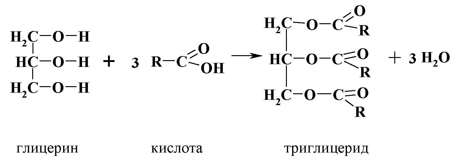 Глицерин пальмитиновая кислота стеариновая кислота. Триглицериды масляной кислоты. Триглицериды масляной кислоты получение. Образование триглицеридов реакция. Реакции получение триглицеридов.