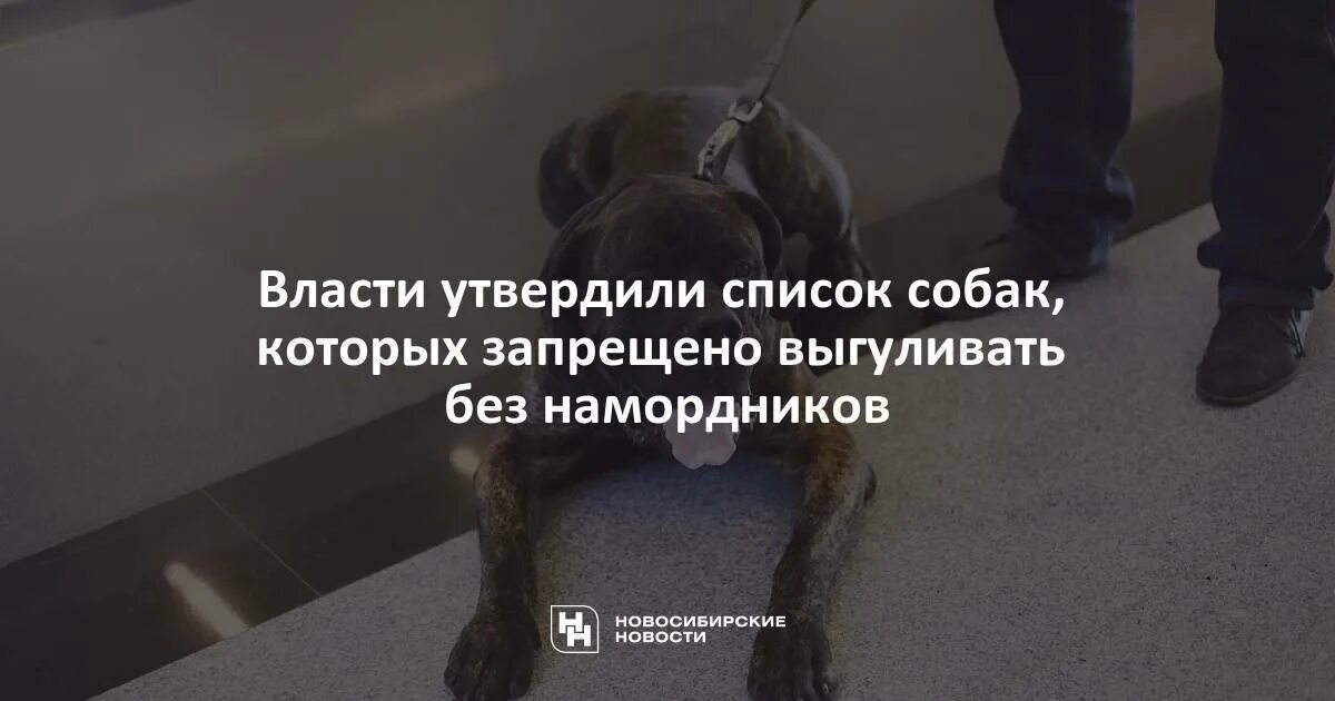 Выгул без поводка статья. Выгул собак без намордника. Жалоба на собаку без намордника. Породы собак которые запрещено выгуливать без намордника. Жалоба на собаку без поводка и намордника.