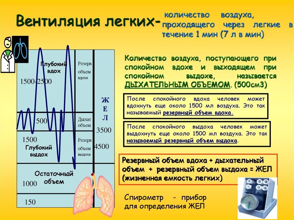 Емкость легких спортсменов. Объём лёгких. Резервный объем вдоха резервный объем выдоха. Объём лёгких человека. Дыхательный объем ИВЛ.