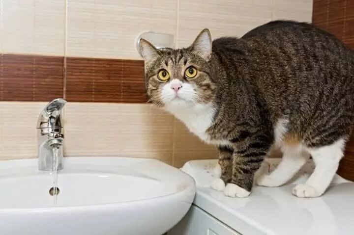 Does your cat drink enough water? LoveCATS World