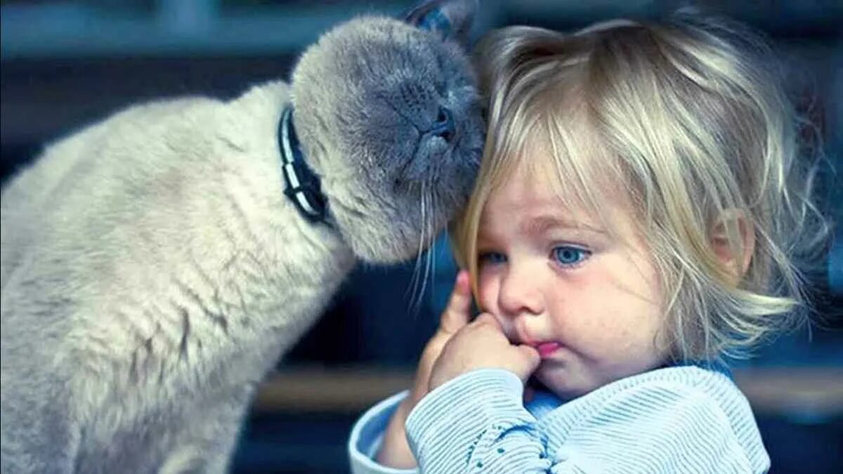 Уважение кошки. Ребенок и животное. Кошка для детей. Для детей. Животные. Дети и коты.