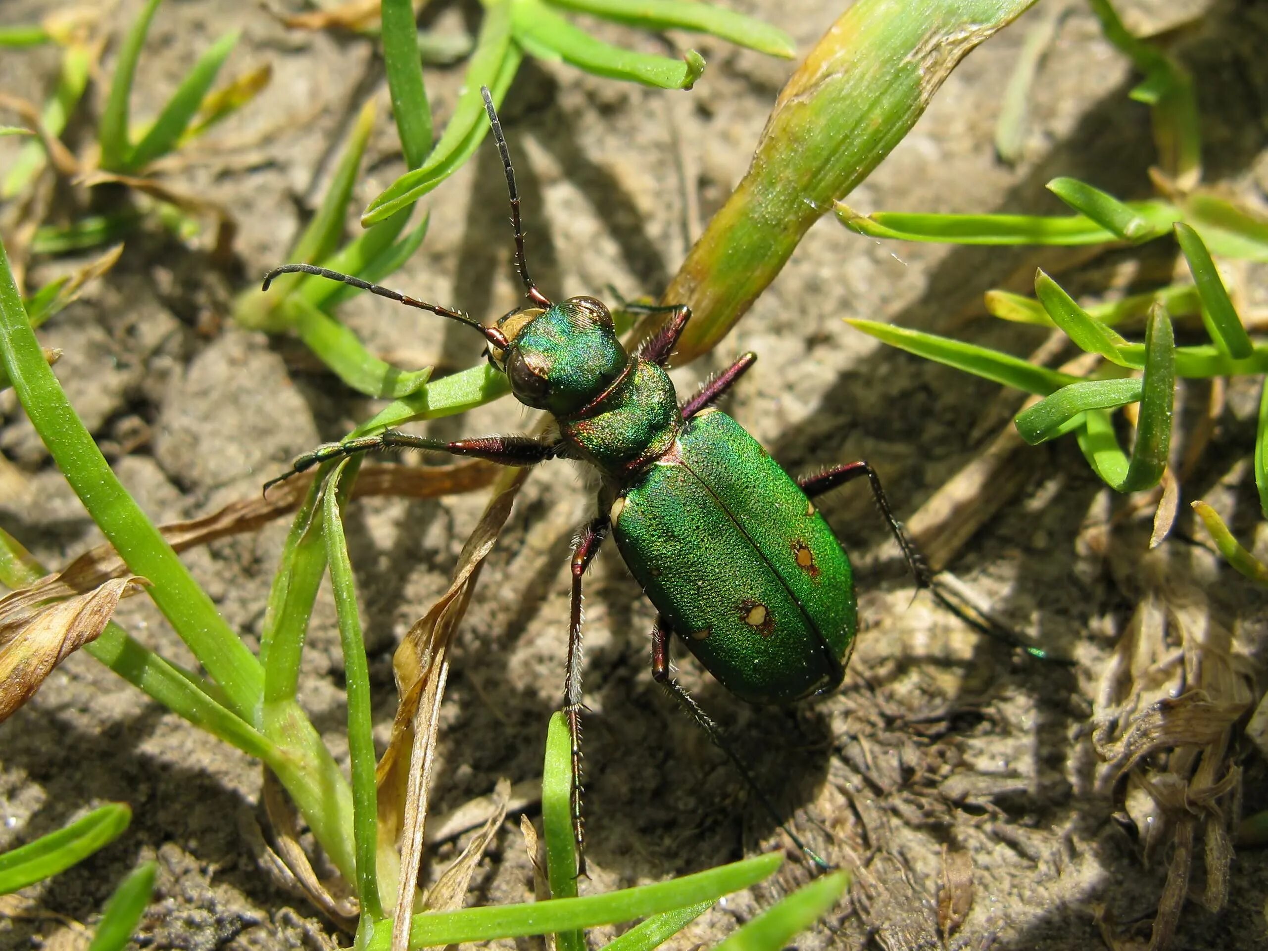 Жук скакун Лесной. Скакун Лесной Cicindela silvatica l. Полевой скакун личинка. Жук скакун полевой зеленый.