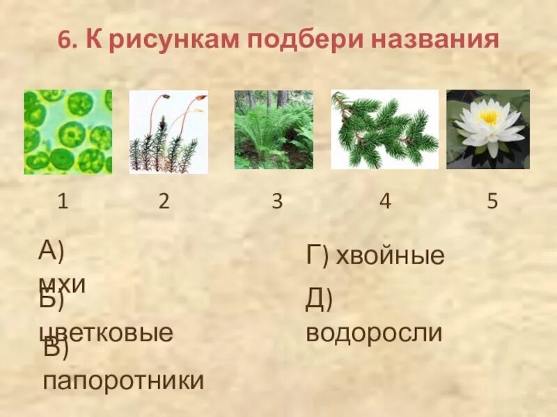 Мхи хвойные папоротники какие группы растений пропущены. Водоросли мхи папоротники хвойные цветковые растения. мхи хвойные папоротники. название мхов и папоротников. мухи папоротники хвойные.