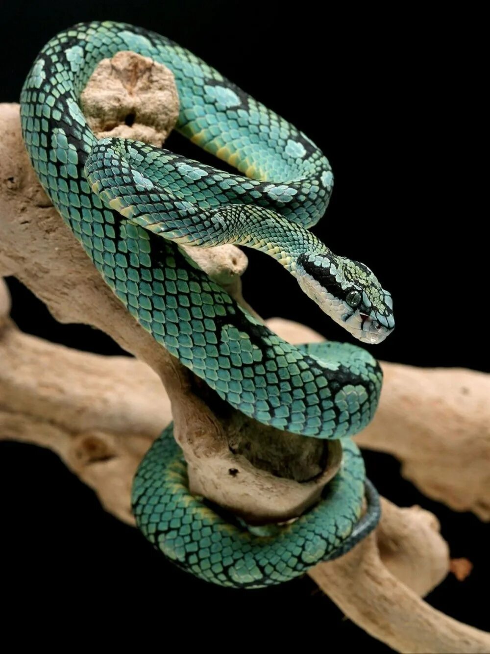 Куфия змея. Куфия змея Белогубая. Голубая куфия. Trimeresurus trigonocephalus. Сон змея обвивает