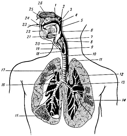 Строение пищеварительной системы человека 8 класс. Дыхательная система человека рисунок. Схема строения дыхательной системы. Система дыхания человека схема. Системы организма человека.