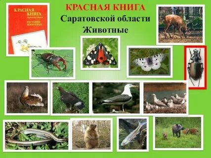 Животные саратовской
