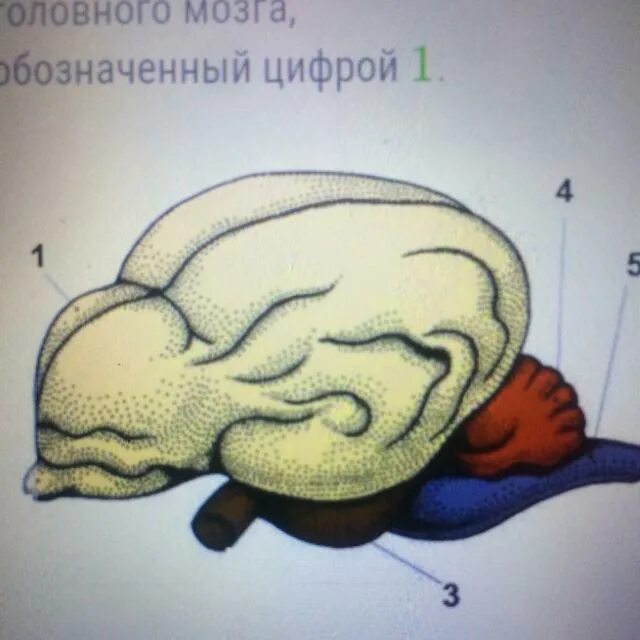 Отделы мозга млекопитающих. Головной мозг млекопитающих состоит из. Отделы головного мозга у птиц. Функции мозга млекопитающих.