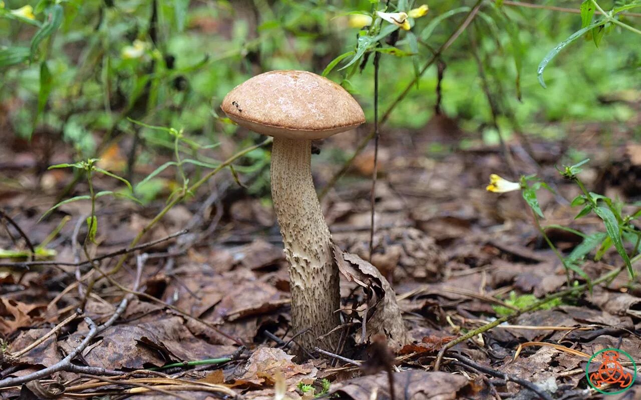 известный подберезовик