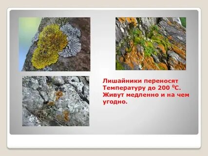 Температура перенос