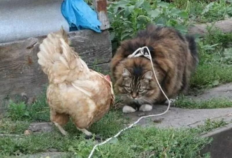 Кура кошка. Кот и курица. Кот и курица прикол. Курица с котятами. Кот и петух прикол.