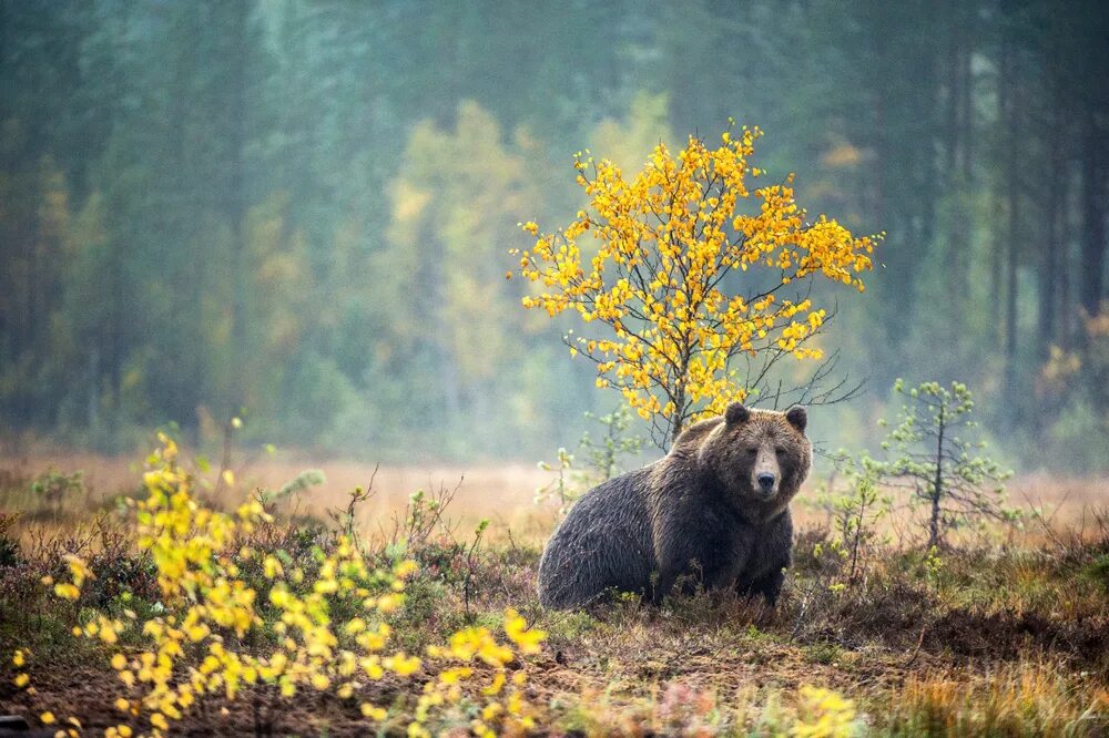 Медведи в болоте. Медведь на опушке леса. Медведь на болоте. Медведи на опушке. Медведь в тумане.