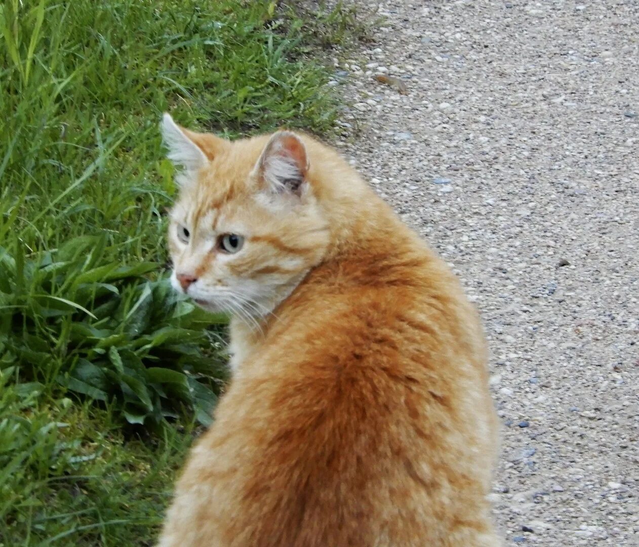 Включи рыжик. Курильский кот Рыжик. Рыжик котик. Лондонский кот Рыжик. Кот Рыжка.