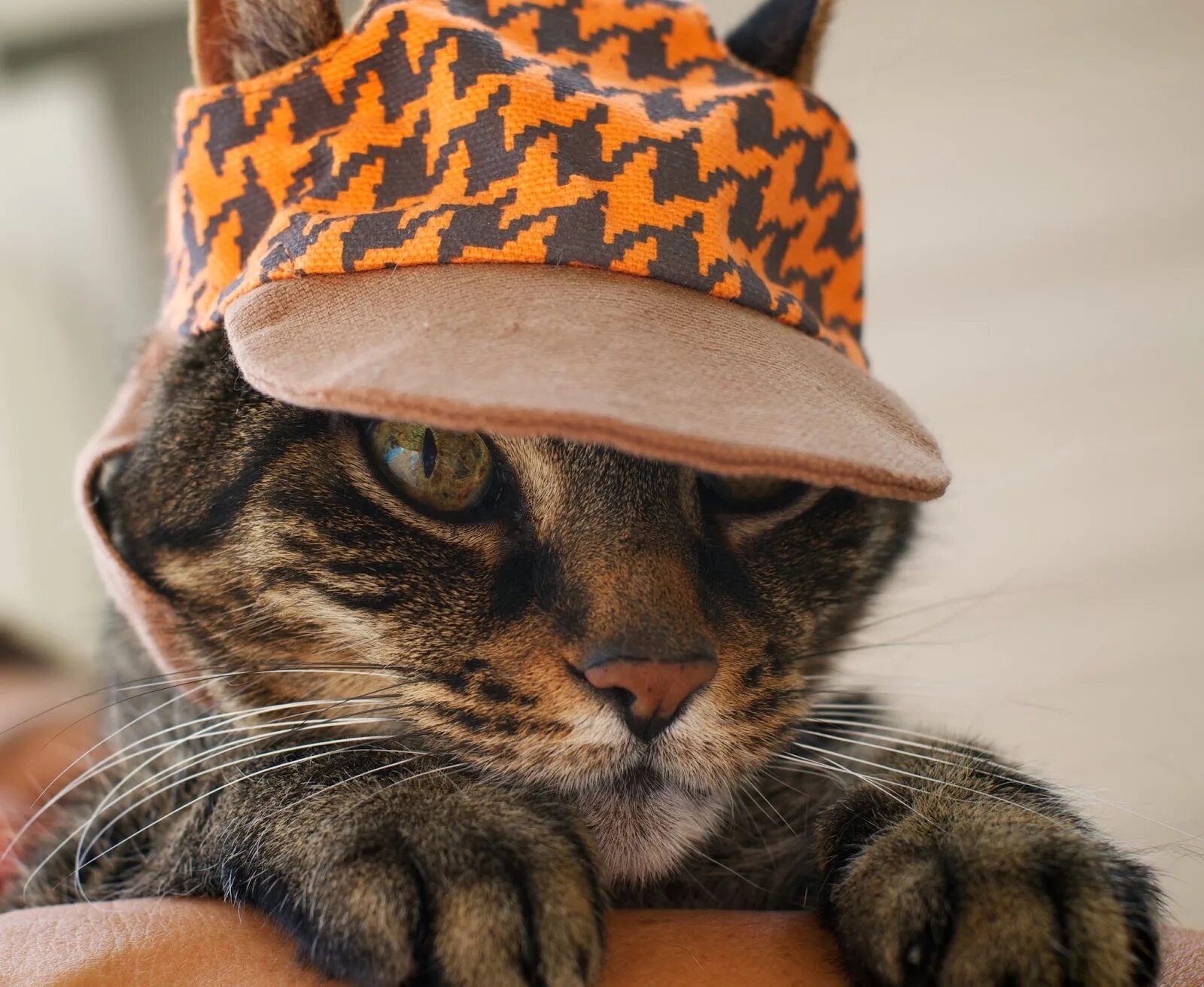 Cap cat видео. Cap cat. кошка в пилотке. cat with cap. открытка для cap cat.