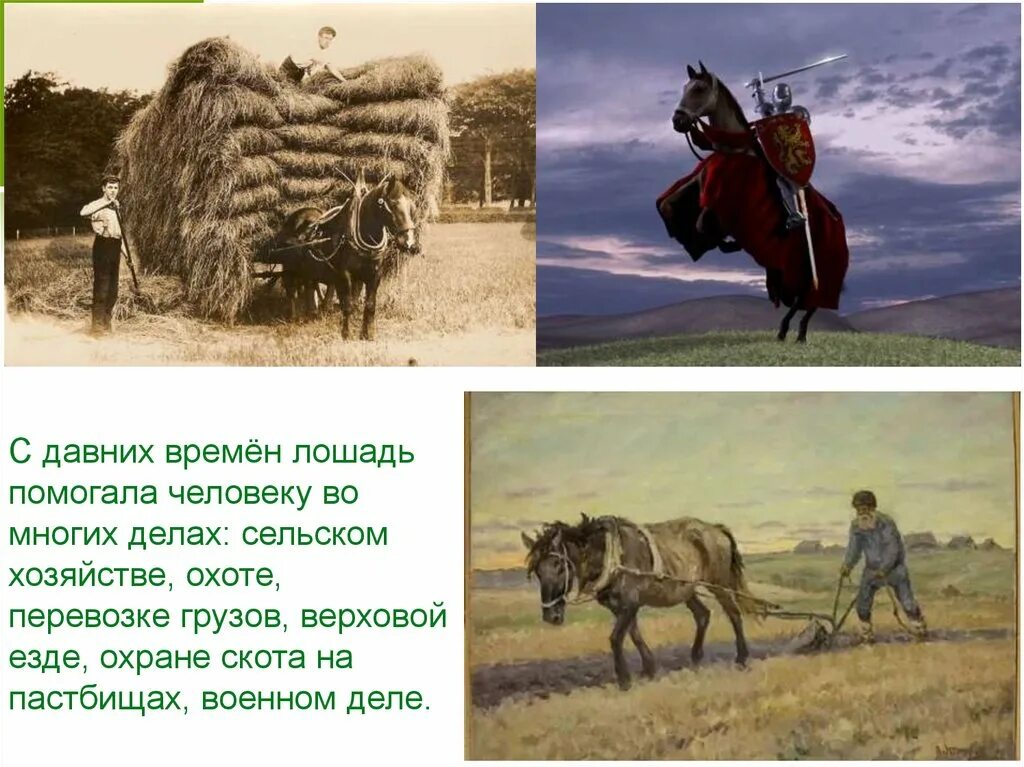 С давних времен люди. Лошади в хозяйстве. Польза лошади для человека. Как лошадь помогает человеку. Лошадь в давние времена.
