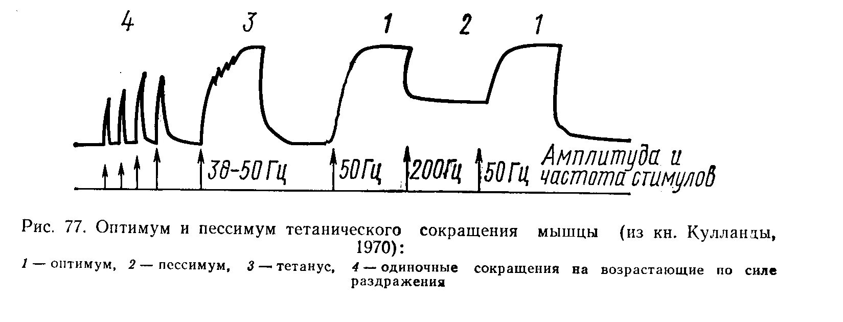 Схема одиночного мышечного сокращения. Оптимум и пессимум частоты раздражения физиология. Тетанус частота раздражения. Зависимость амплитуды мышечного сокращения от частоты раздражения.