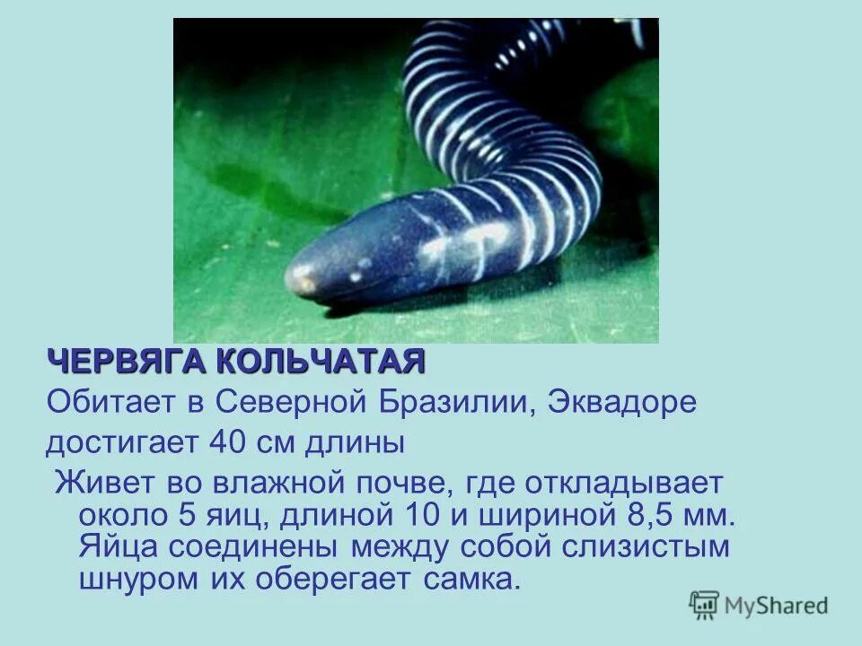 кольчатая червяга отряд. хвостатые земноводные червяга. отряд безногие червяги. безногие земноводные сообщение. отряд безногие кольчатая червяга.