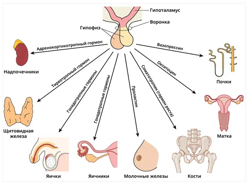 Гормоны надпочечников гормон гипофиза. Рилизинг гормоны гипоталамуса. Гипофункция гипоталамуса. Кортикотропин-рилизинг гормон (КРГ). Гипофункция гонадотропного гормона.