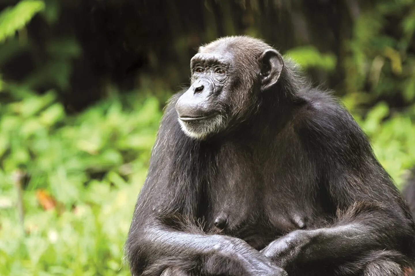 Горилла и шимпанзе. Примат государства. Восточная горная горилла. Обезьяна примат. Африканская горилла.