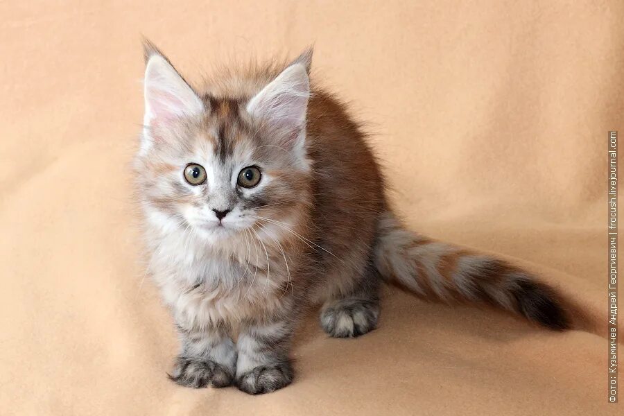 Котята мейн кун неделя. Котята мейн кун неделя