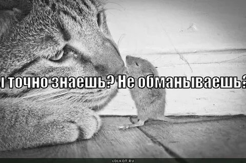Конечно тебе не верю