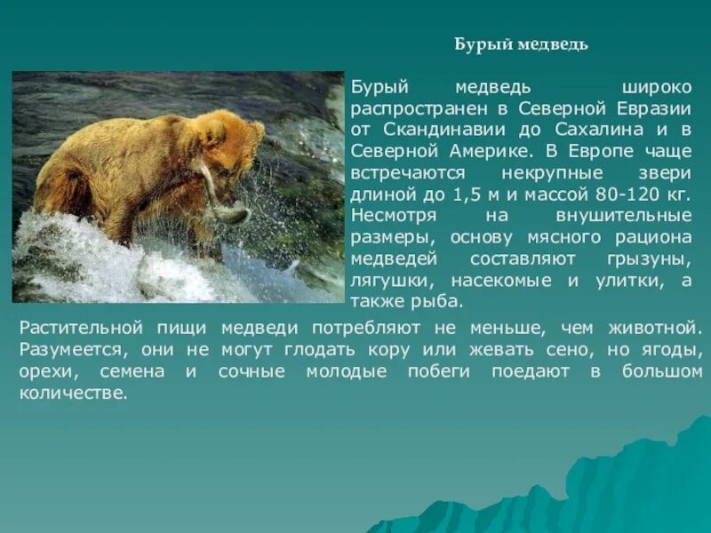 Бурый медведь Евразия. Признаки бурого медведя. Информация о буром медведе. Бурый медведь сообщение.