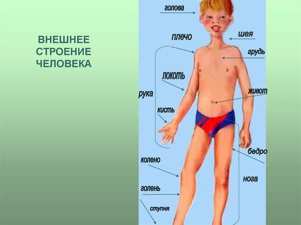 Внешнее и внутреннее строение тела 2 класс. Строение тела человека. внешние строениечеловека. внешнее строение организма человека. анатомия человека внешнее строение.