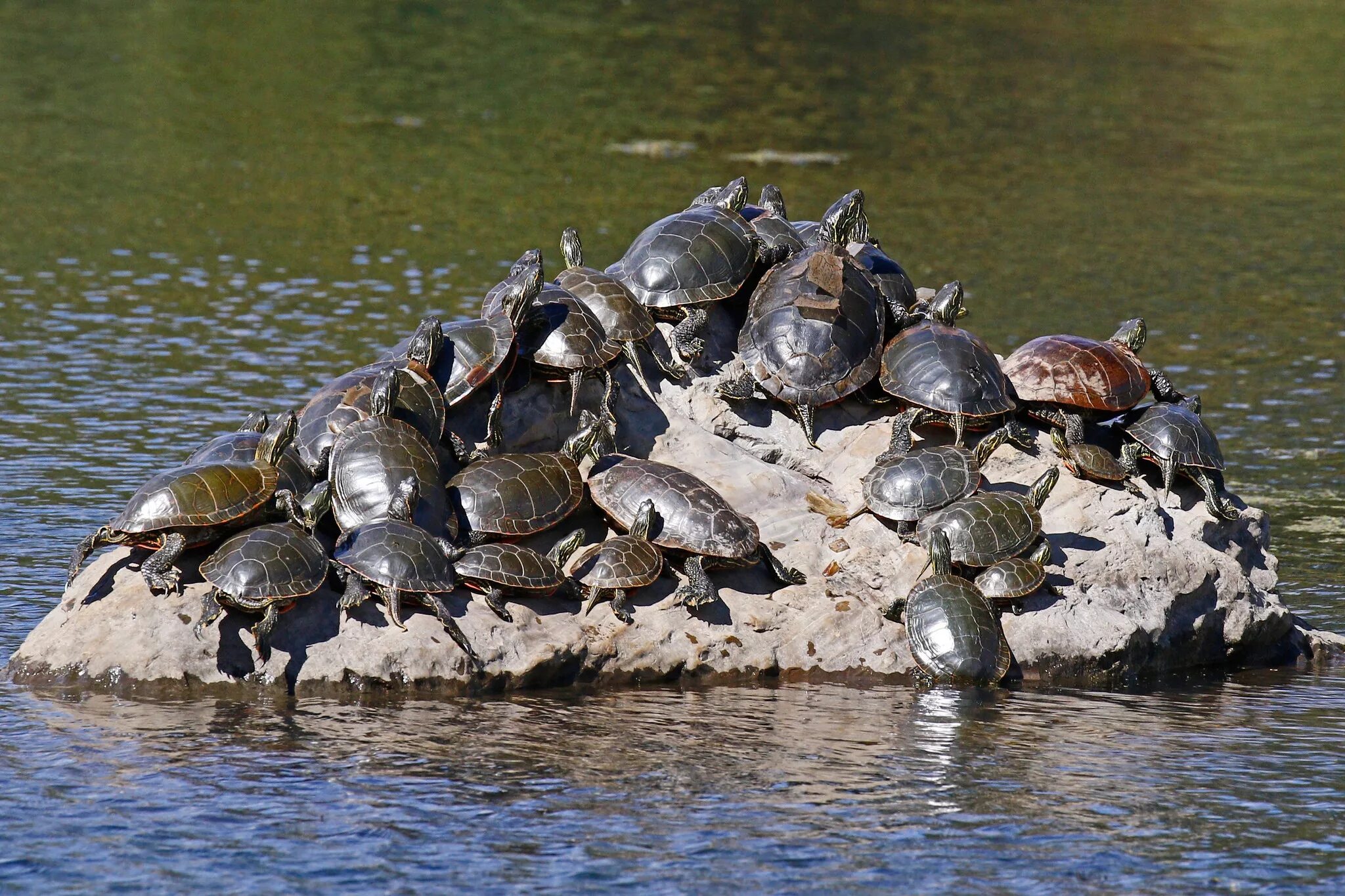 Где много черепашек. Где много черепашек. Среднеащиатская черепаза. Морская черепаха галапагосские острова. Где много черепашек.