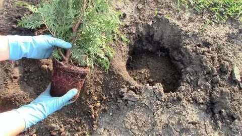 Когда лучше пересаживать туи