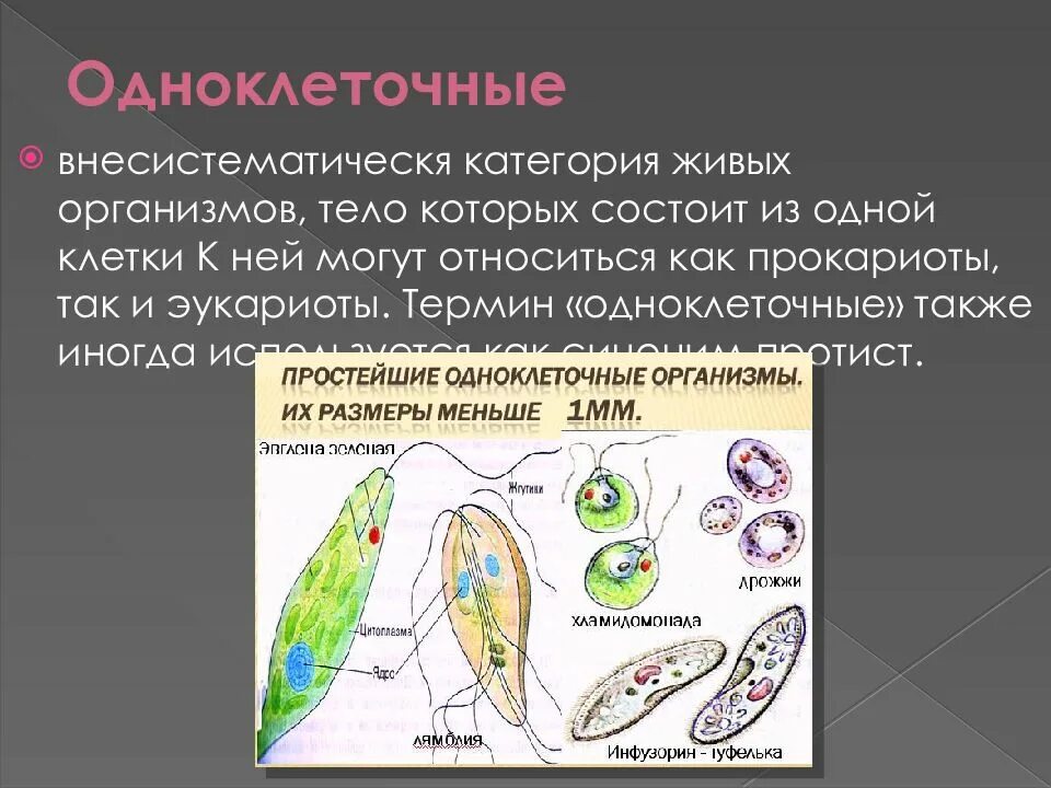 Какова роль клеток жизни одноклеточных и многоклеточных