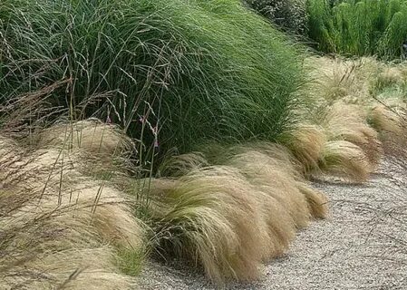 Peaux grasses