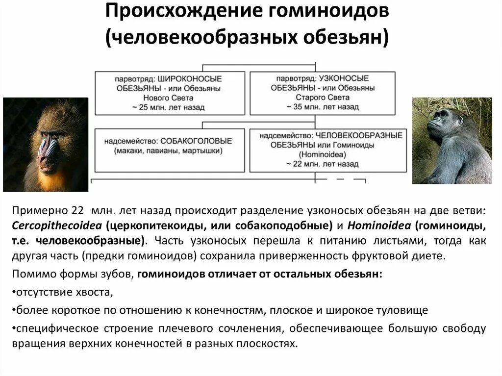 Широконосые и узконосые обезьяны. Приматы характеристика. Эволюция высших приматов. Эволюция отряда приматов таблица.