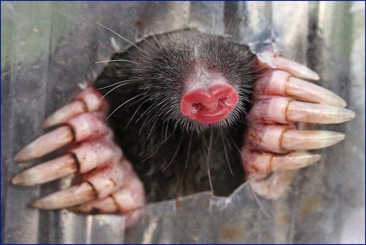 Шкура выхухоли. Крот землеройка звездонос. Зубы крота. Зубы крота. Крот землеройка червь.