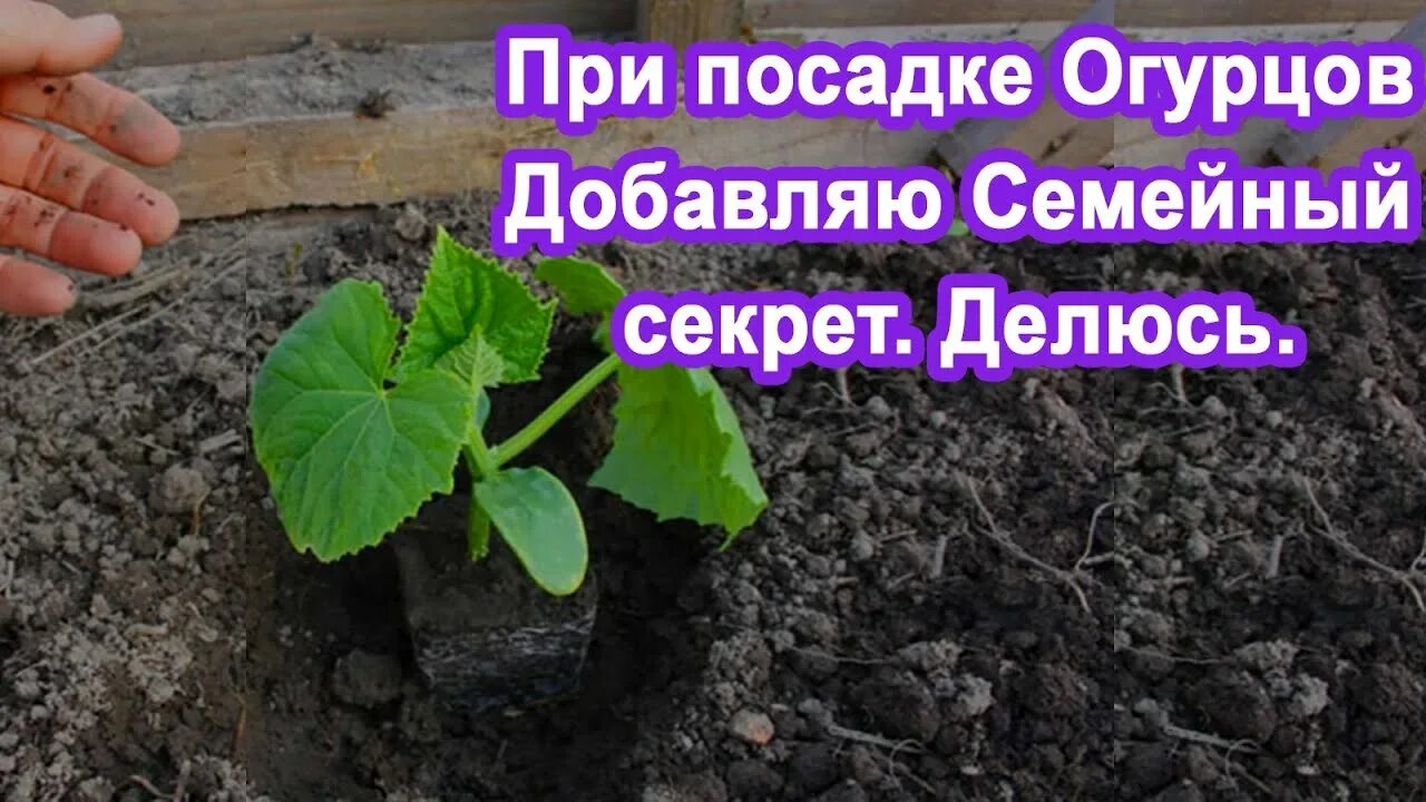 Что добавить при посадке огурцов. Лунки для огурцов. лунки для огурцов в открытый грунт. посадка огурцов в лунки. огурцы посадка в лунках.