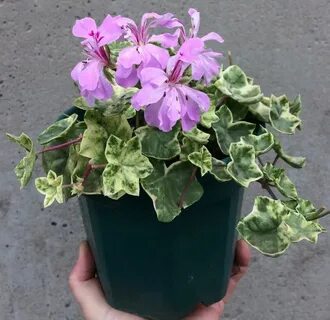 Есфирь прекрасная пеларгония