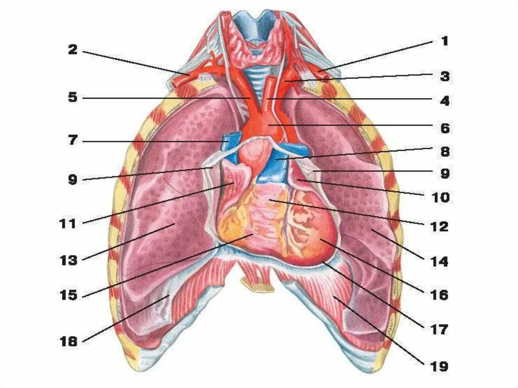 Сердце снизу. Расположение сердца и легких. Расположение легких у человека.