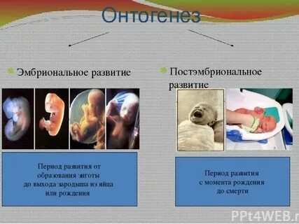 Закономерности постэмбрионального периода онтогенеза человека