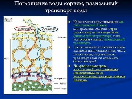 Водоросль поглощает воду и минеральные вещества