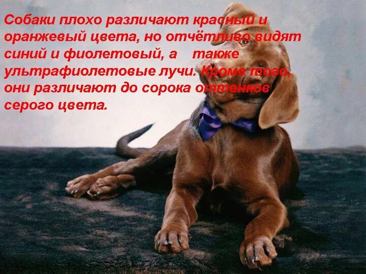 как видят собаки.