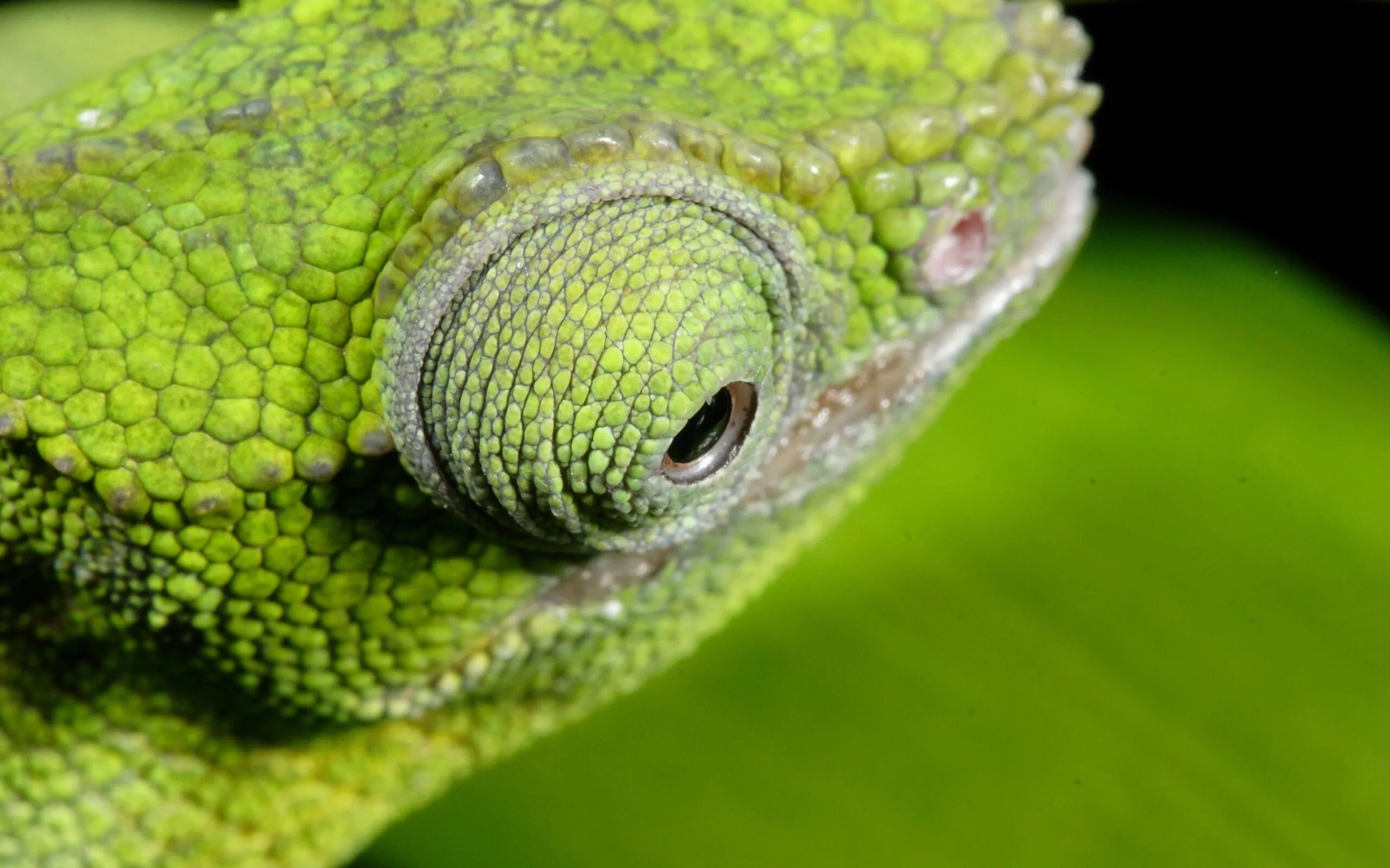 Рептилии хамелеон Пучеглазый. Чешуя хамелеона. Глаза хамелеон. Хамелеон зеленый.