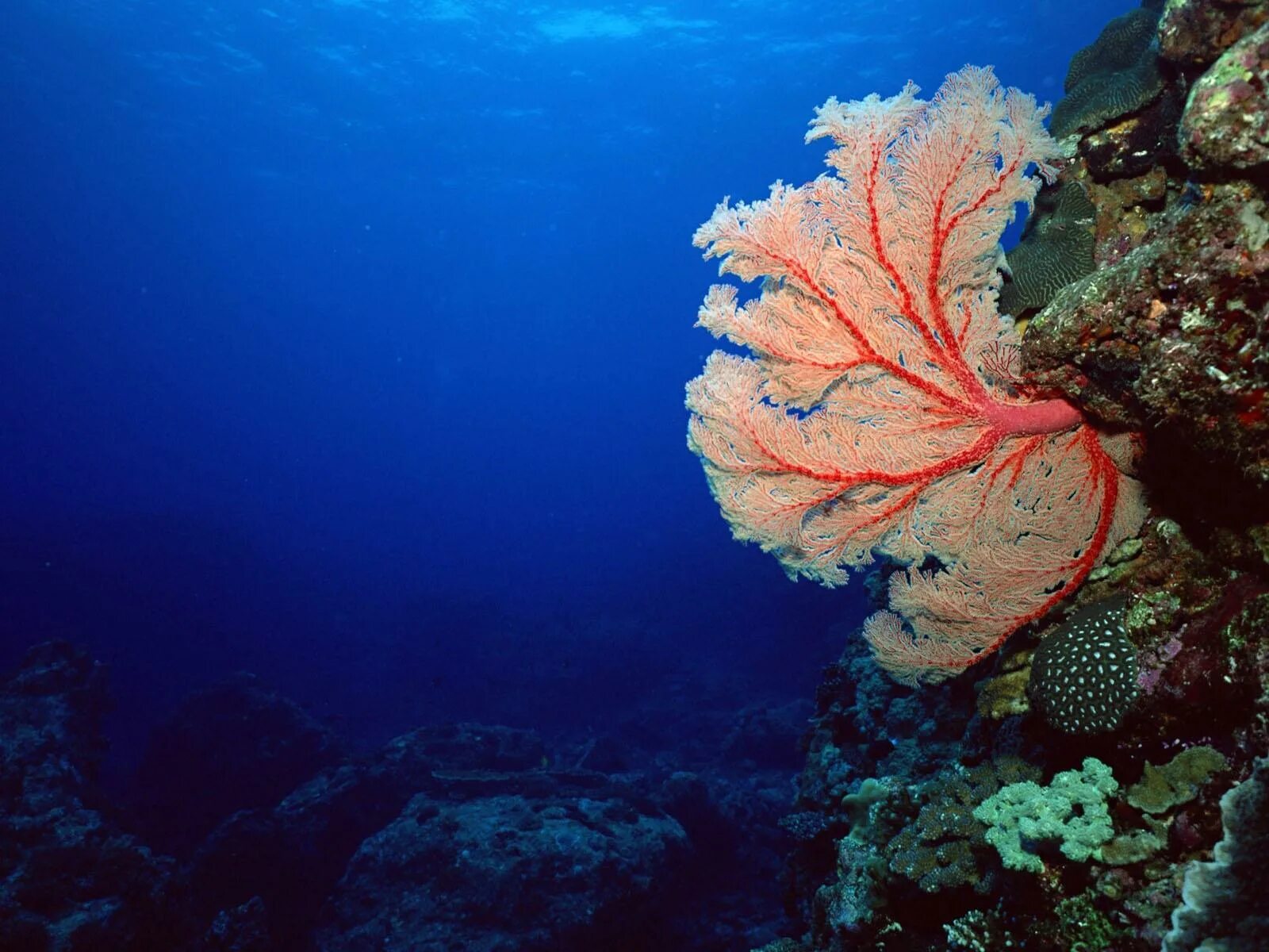 Красные водоросли глубина. Морское дно. Подводный мир кораллы. Кораллы под водой. Морские глубины.