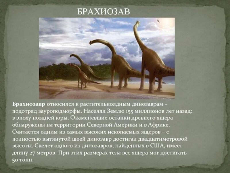 Сообщение о динозаврах 1. Доклад про динозавра Брахиозавр. Брахиозавр вымирание. Брахиозавр питается. Брахиозавр сообщение 5 класс.