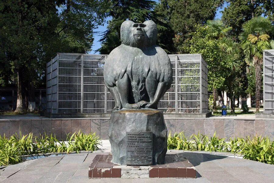 Обезьяний питомник в абхазии. Абхазия сухум обезьяний питомник. Сухуми обезьяний питомник. Сухумский обезьяний питомник абхазия сухум. Обезьяний питомник в абхазии.