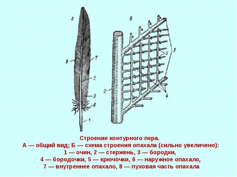 Строение контурного пера птицы рисунок и основные части. Перо строение. Перо птицы строение. Строение контурного пера птицы.