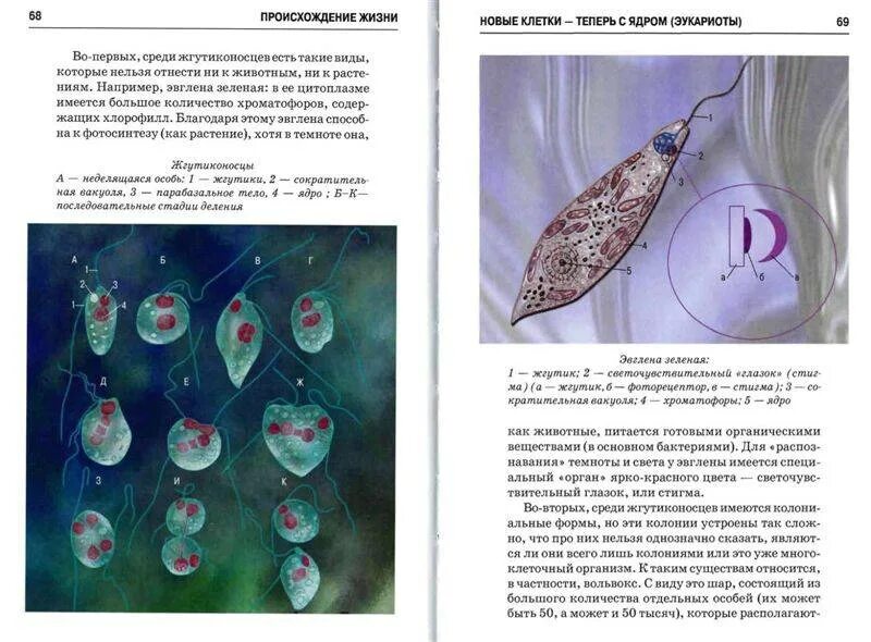 Презентация Близнецы чудо жизни 6 класс. Хроматоформа. Жгутиконосц токсоплазиа. Простейших одноклеточи (простейш 7 Корн жгутиконосц. Тест по биологии возникновение жизни на земле