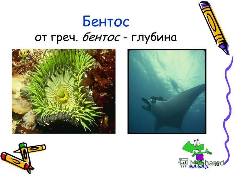 Живые организмы бентос. Приспособления бентоса. Бентос обитатели дна. Бентос примеры. Бентос глубина.