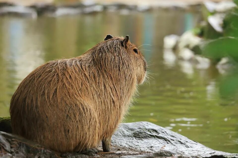 Капибара вязьма. Капибара и бобр. крикет капибара. капибара водопад. капибара и ондатра.