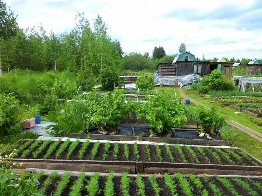 The Vegetable Garden and the Season's First Harvest The Martha Stewart Blog